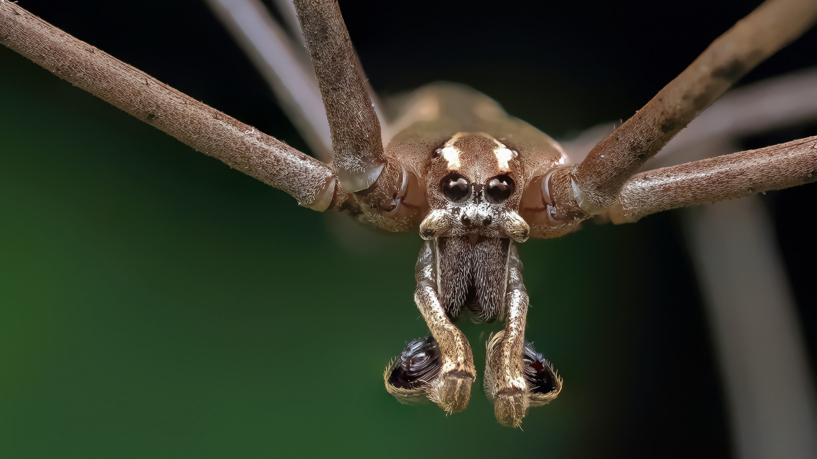 hewan, alam, fotografi, serangga, labah-labah, capung, fauna, merapatkan, fotografi makro, invertebrata, arthropoda