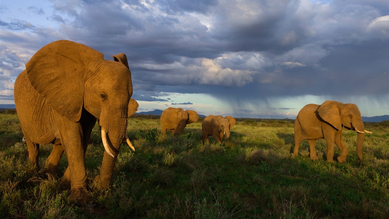 taustakuvat-el-imet-villiel-imet-er-maa-ruohoalue-laidun-safari