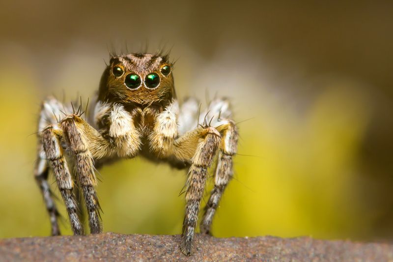 makro, Příroda, Kánon, pavouk, skákání, bokeh makro, Příroda, Kánon, pavouk, skákání, bokeh