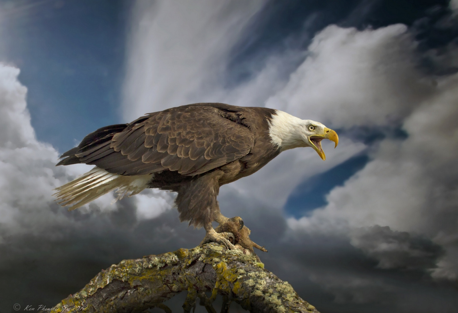 1920x1314 px, águila