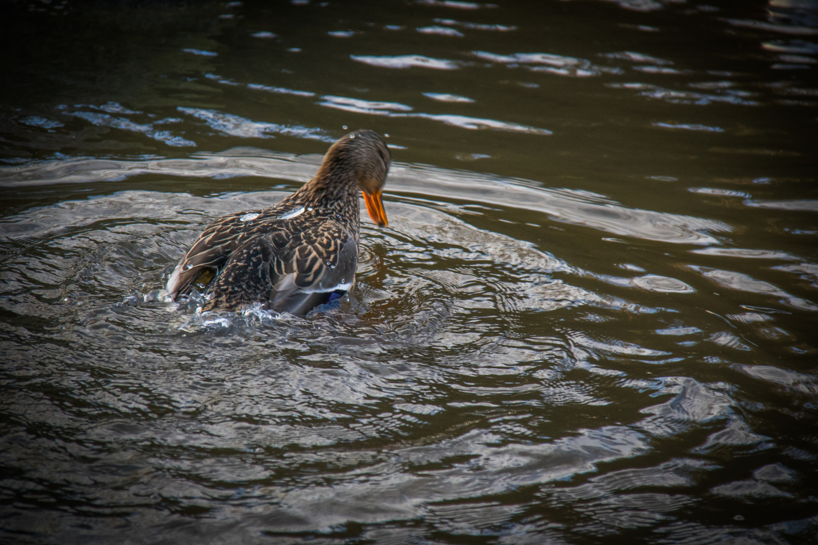 voda, Příroda, odraz, Volně žijících živočichů, kachna, zobák, divoká kachna, pták, parku Stadsparken, Trelleborg, f gel, fauna, vodní ptáci, obratlovců, vodní pták, kachen, hus a labutě, shorebird, seaduck