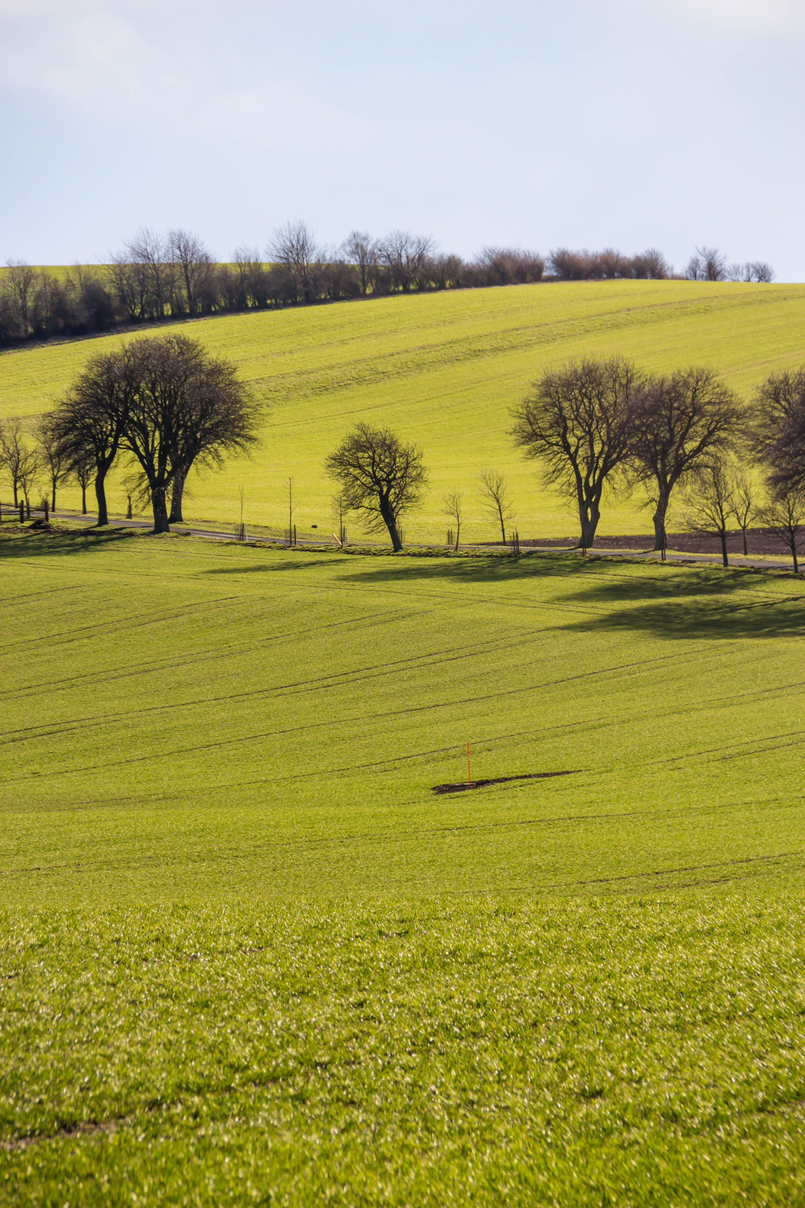 paesaggio, collina, natura, erba, campo, verde, mattina, azienda agricola, colza, albero, scenario, vista, prateria, pianta, campagna, pascolo, Landskap, agricoltura, prato, pianura, prato, prateria, raccolto, palude, area rurale, habitat, ambiente naturale, pianta legnosa, caratteristica geografica, famiglia di erba, savana, risaia