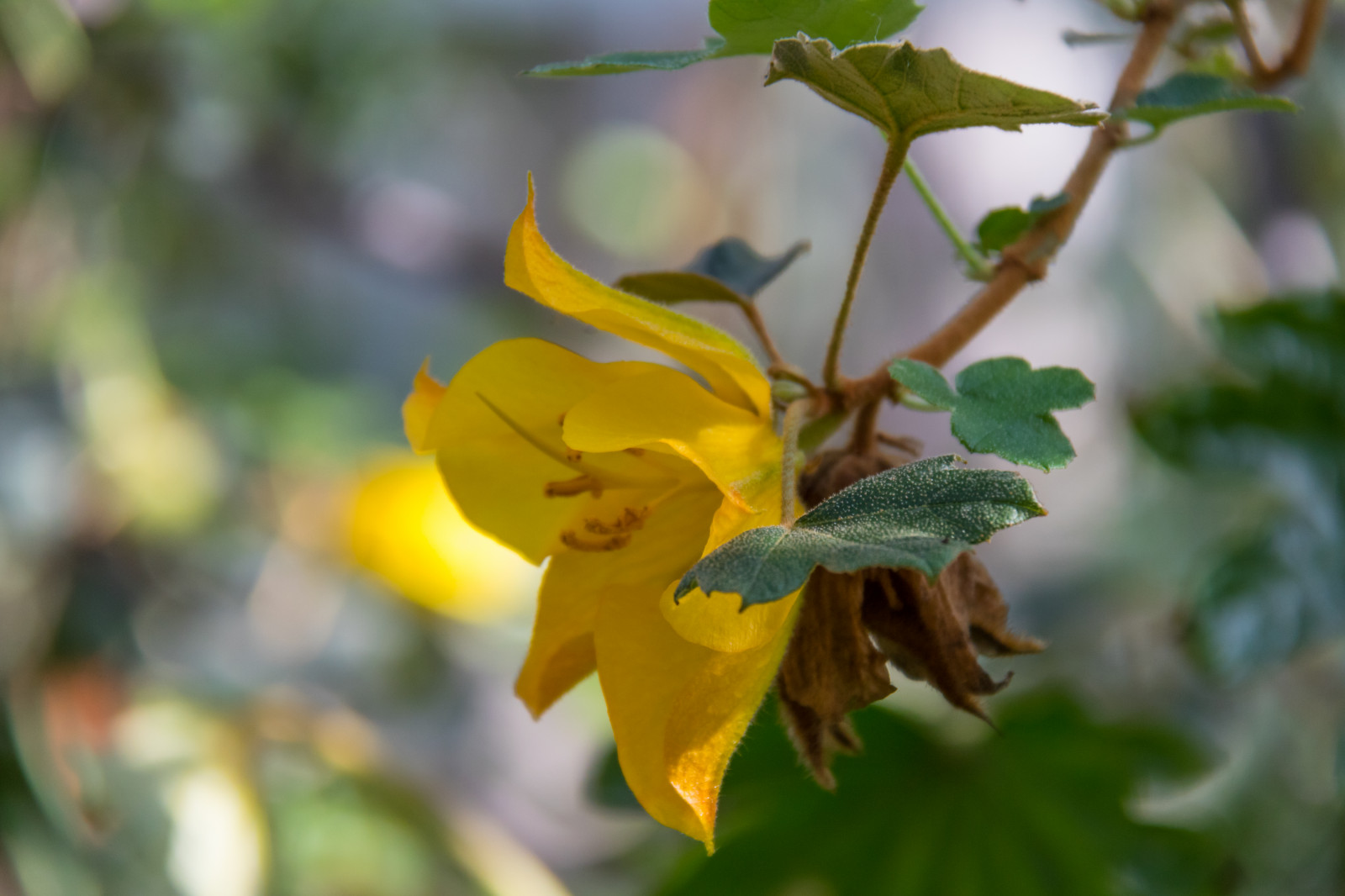 slunečnímu záření, Příroda, fotografování, zelená, žlutý, květ, jaro, podzim, list, květ, rostlina, flóra, Blomma, Lund, botaniskatr dg rden, v r, Botanická zahrada, divoká rostlina, vyrobit, botanika, suchozemská rostlina, kvetoucí rostlina, zblízka, makro fotografie, závod stonek