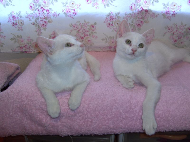 kittens,Brotherandsisterkittensbrotherandsister
