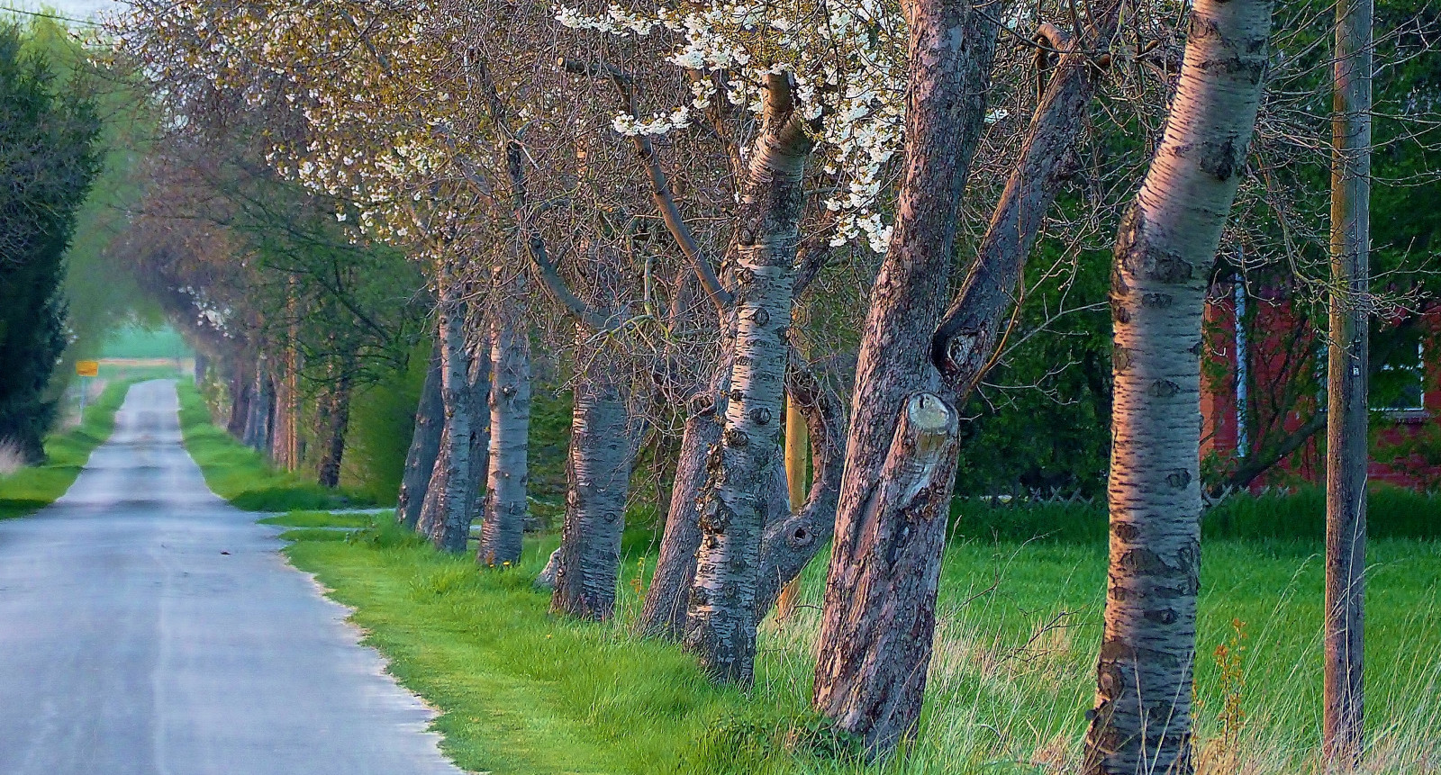 marcire, Linee, ciliegia, boschi, strisce, 14, Olimpo, aprile, sereno, 16, Grun, blau, bl TE, Landschaft, baum, anythinggoes, OMD, abendrot, EM1, Kirsche, kirschbl TE, Geseke, 2016, 40,15 mila millimetri, heiter, Bl tezeit, wlangemeyer, Aprilabnd