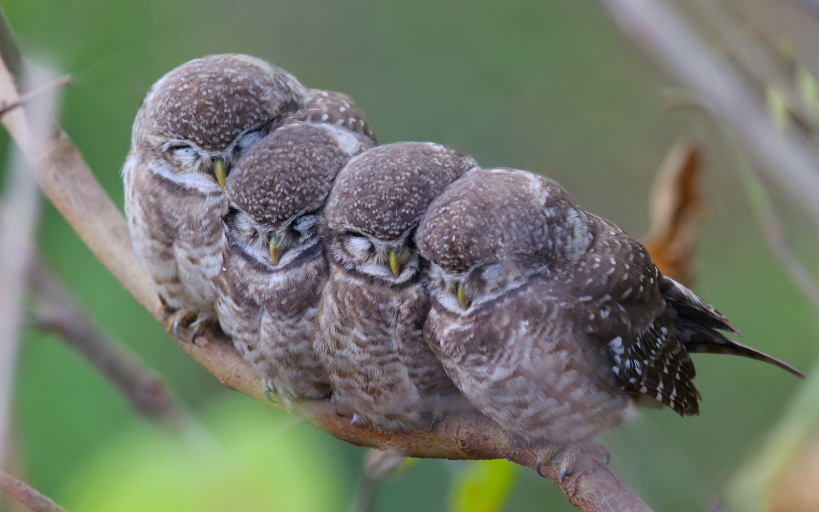 Vögel, Tiere, Natur, Ast, Tierwelt, Eule, Schnabel, Spatz, Blume, Vogel, Flora, Fauna, 1680x1050 px, Hockende vogel, Wirbeltier, Nahansicht, Makrofotografie, Zaunkönig
