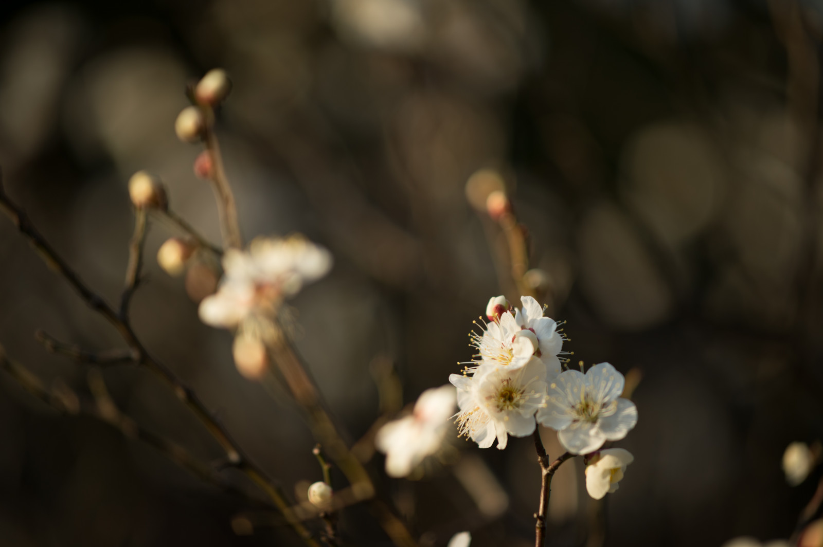 Japonsko, slunečnímu záření, Příroda, fotografování, větev, Třešňový květ, Nikon, květ, jaro, Tokio, jp, strom, NIKKOR, podzim, list, květ, rostlina, sezóna, švestka, UME, flóra, afs105mmf14eed, afsnikkor105mmf14eed, df, Ikegami, japaneseapricot, ikegamiplumpark, větvička, vyrobit, botanika, zblízka, makro fotografie
