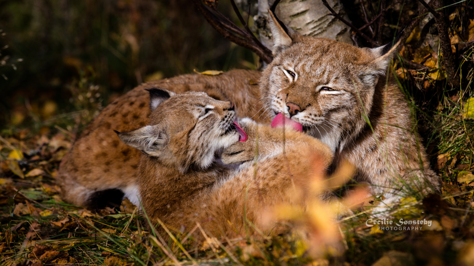 dyreliv, pattedyr, fauna, ødemark, Los, terrestrial animal, kat lignende pattedyr, små til mellemstore katte, organisme, bobcat, whiskers, carnivoran, græs, vildkat, snude, Puma, Puma
