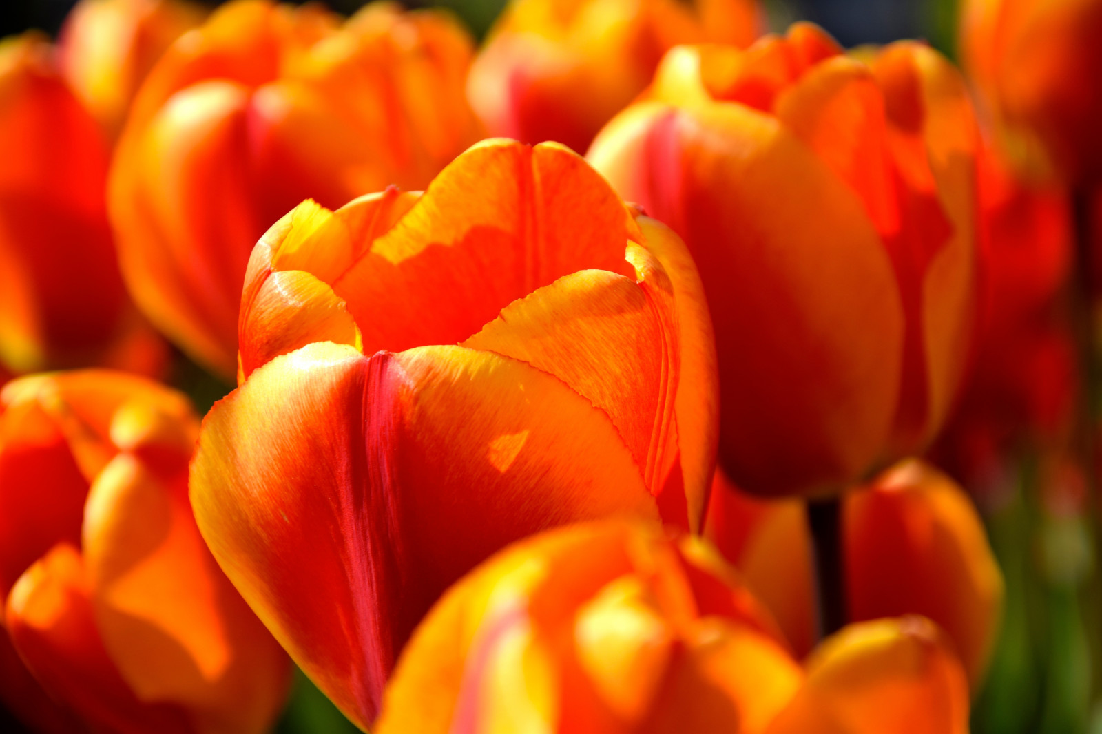blomster, hage, rød, tulipaner, gul, oransje, vår, blomst, anlegg, tulipan, tulpaner, blommmor, va r, petal, landanlegg, blomstrende plante, makrofotografering, liljefamilien