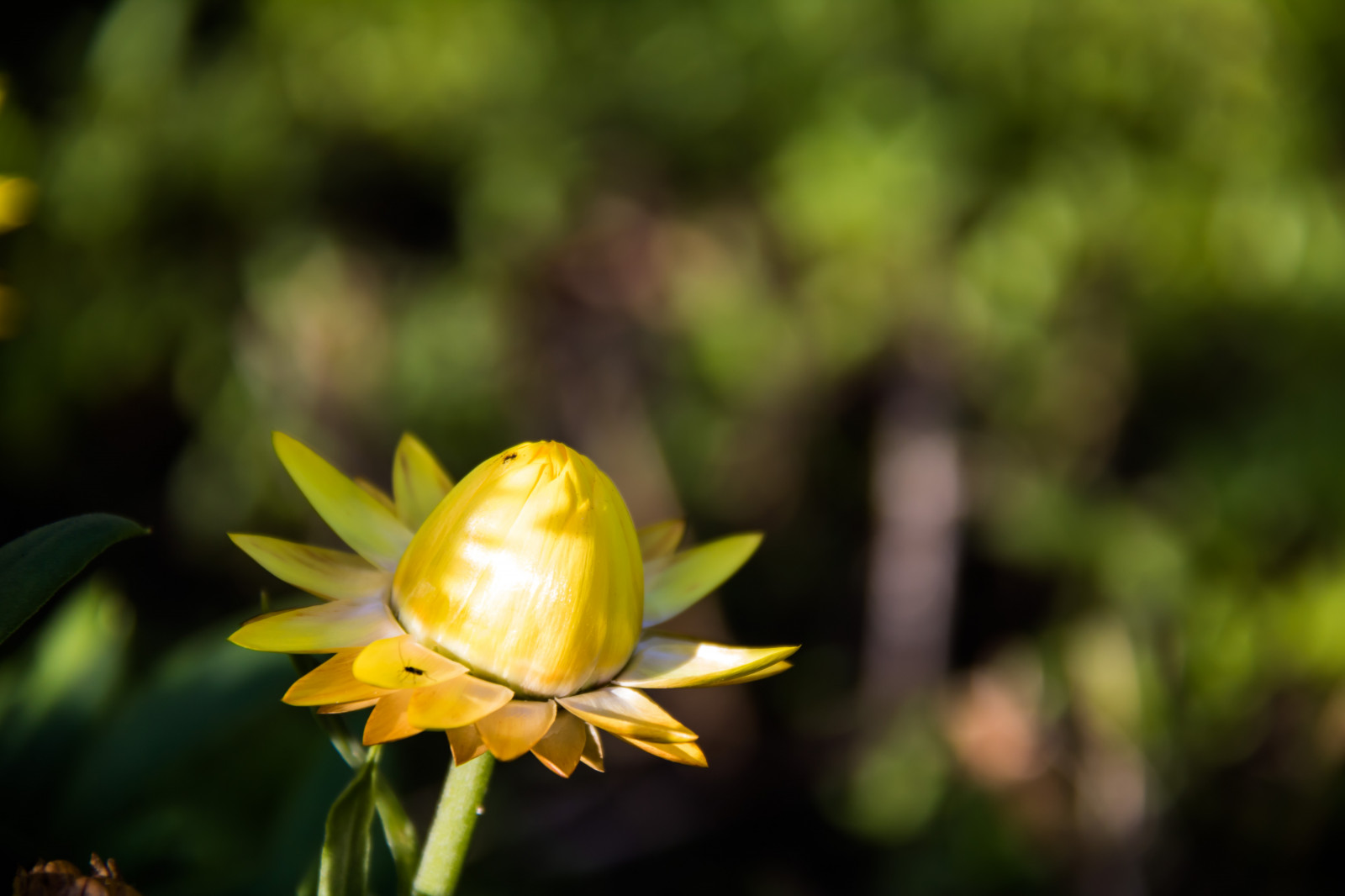 sollys, have, natur, græs, fotografering, grøn, gul, blomst, blad, blomst, plante, flora, blomma, lund, botaniskatr dg rden, botanicgarden, kronblad, Botan, t dg rd, wildflower, fremstille, botanik, jord plante, blomstrende plante, tæt på, makrofotografering