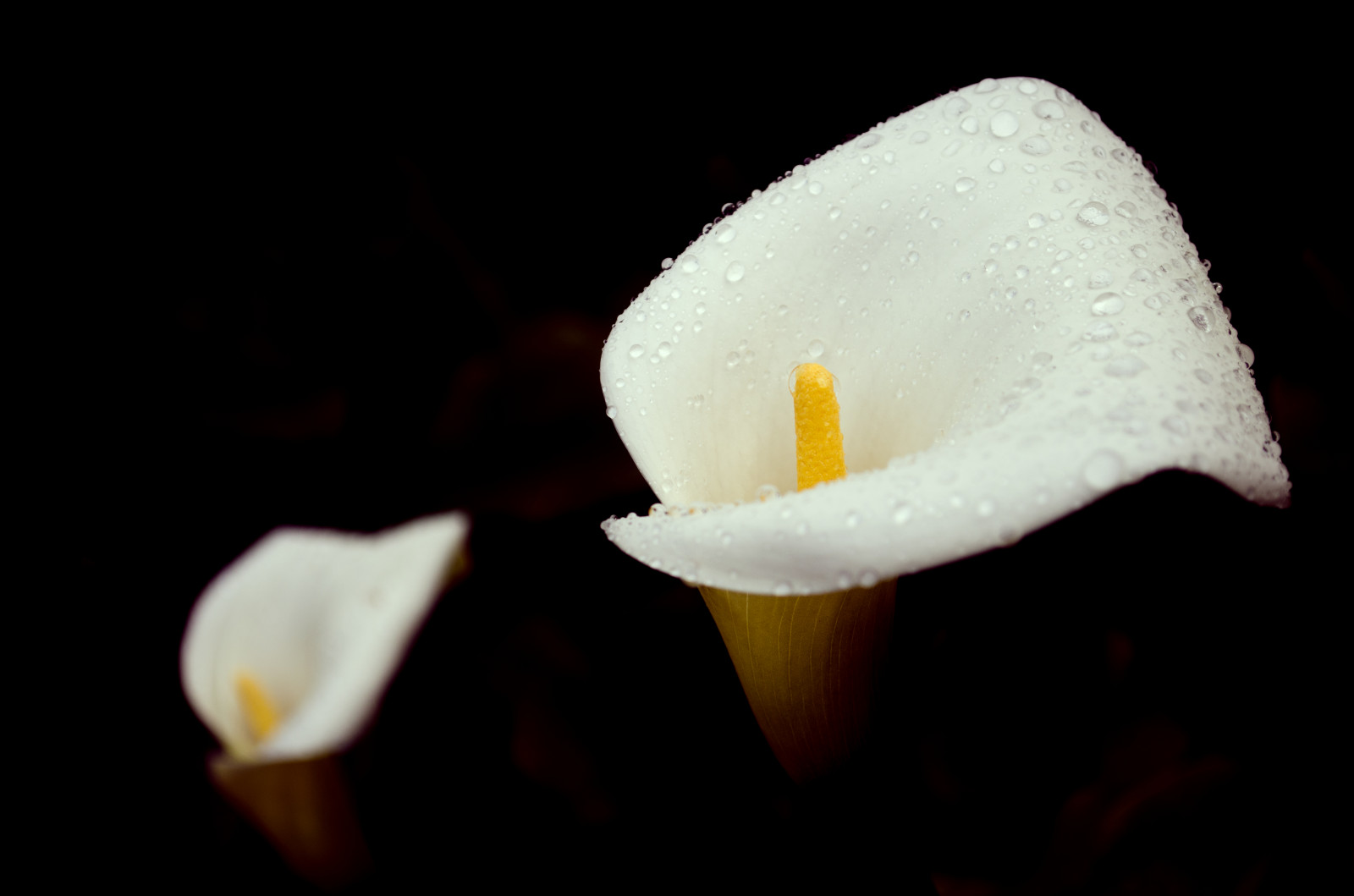 květ, blackbackground, bílá květina, kapky, kapky deště, lowkey, day39, cala, raindropsonflower, day39365, 365the2015edition, 3652015, 8feb15