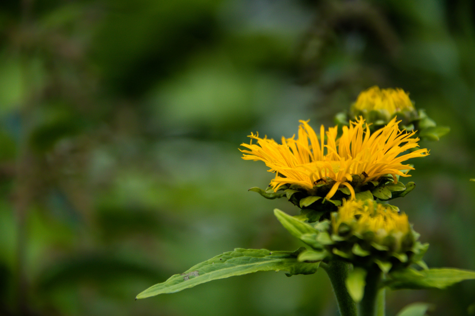 ธรรมชาติ, สีเขียว, สีเหลือง, ใบไม้, ดอกไม้, ปลูก, พืช, marsvinsholm, exif model canoneos760d, กล้องทำให้ Canon, กล้องรุ่น canoneos760d, exif isospeed 250, ตำแหน่งทางภูมิศาสตร์, เลนส์ Exifs efs18200mmf3556is, รูรับแสง 56, ความยาวคลื่น exif 200 มม, exif ทำให้ canon, Skulpturpark, marsvinsholmsslott, ทุ่งหญ้า, สัตว์ป่า, ดอกไม้ป่า, ทุ่งหญ้า, พฤกษศาสตร์, โรงงานที่ดิน, พืชดอก, การถ่ายภาพมาโคร, ต้นกำเนิด, ครอบครัวเดซี่, น้ำทิพย์