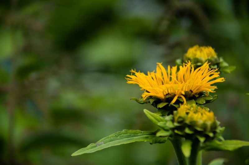 Natura,Zielony,żółty,liść,kwiat,roślina