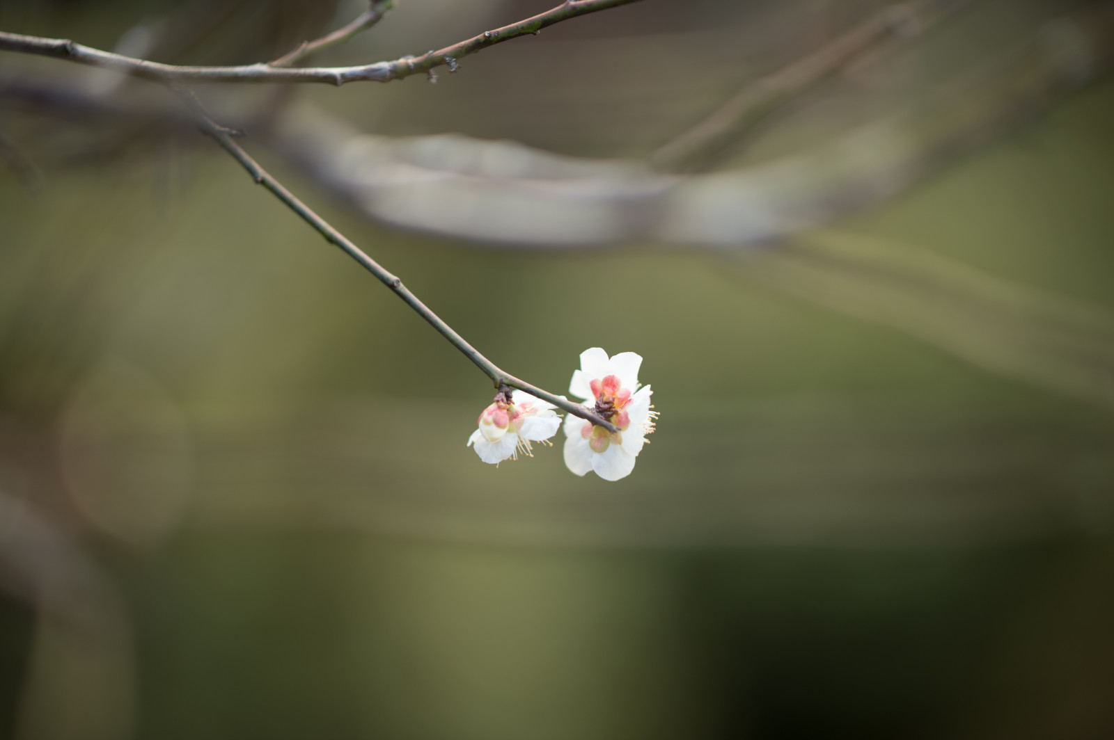 Japonsko, Příroda, fotografování, větev, zelená, Nikon, květ, jaro, Tokio, jp, NIKKOR, list, květ, rostlina, UME, flóra, pupen, okvětní lístek, afs105mmf14eed, afsnikkor105mmf14eed, df, ikegamibaien, Ikegami, japaneseapricot, větvička, vyrobit, botanika, zblízka, makro fotografie, závod stonek