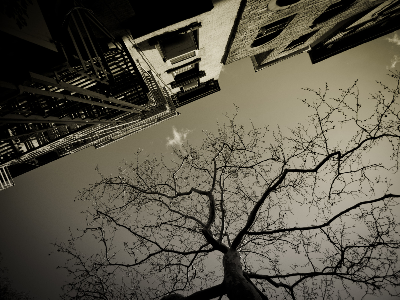 ulice, Leica, nyc, New York City, nebe, západ, strom, mraky, letadlo, centrum, přejít, Manhattan, 4, dotek, dlux, Kanye