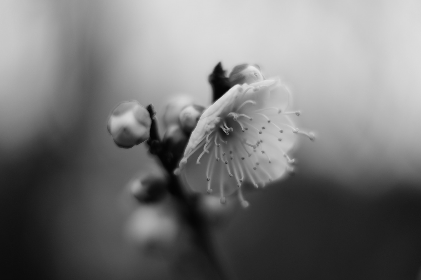 hvid, sort, monokrom, fotografering, blomst, Tokyo, Fujifilm, blad, blomst, plante, håndflade, flora, mørke, kronblad, Fujinon, ikegamibaien, xf35mmf14r, classicchrome, x, xf35mm, xt1, mcex, mcex11, sort og hvid, monokrom fotografering, tæt på, makrofotografering