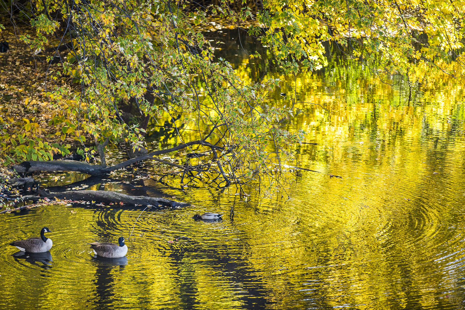 Fondos de pantalla otoño, Árboles, lago, naturaleza, agua, aves