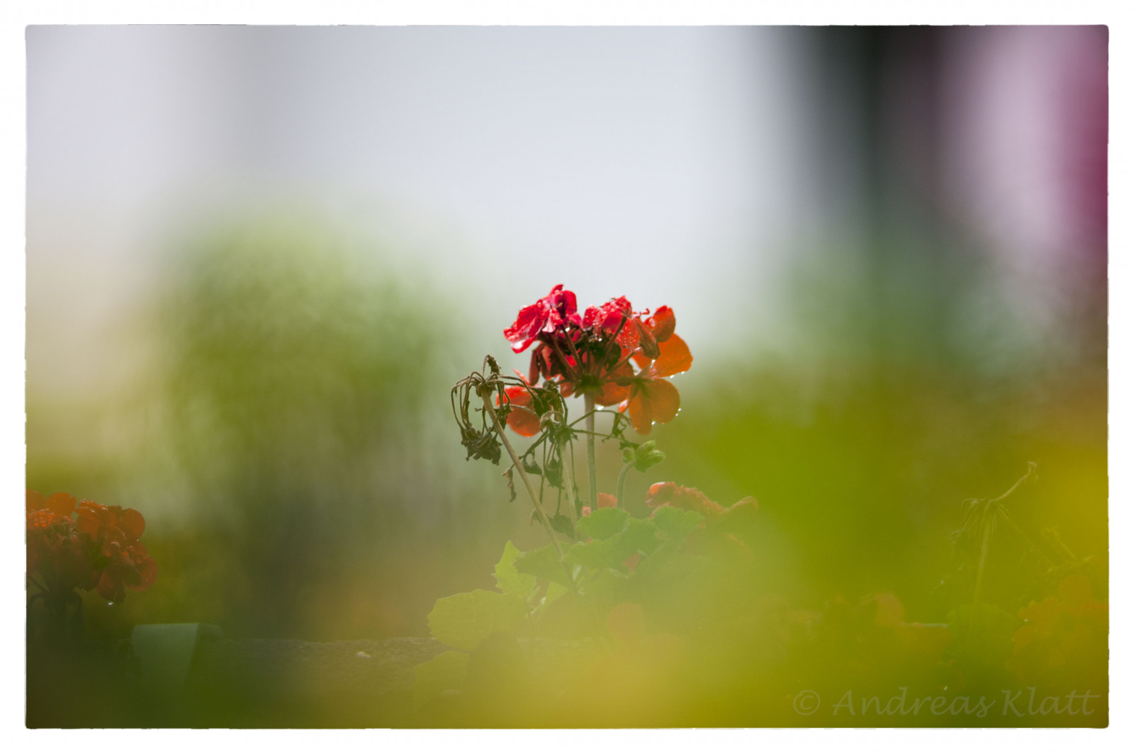 slunečnímu záření, malování, fotografování, větev, zelená, žlutý, Nikon, květ, barva, podzim, list, květ, rostlina, flóra, Zeiss, carlzeiss, okvětní lístek, d3, mf, makro fotografie, Klatt, andreasklatt, abuklaa, telomar5400, telemar5400