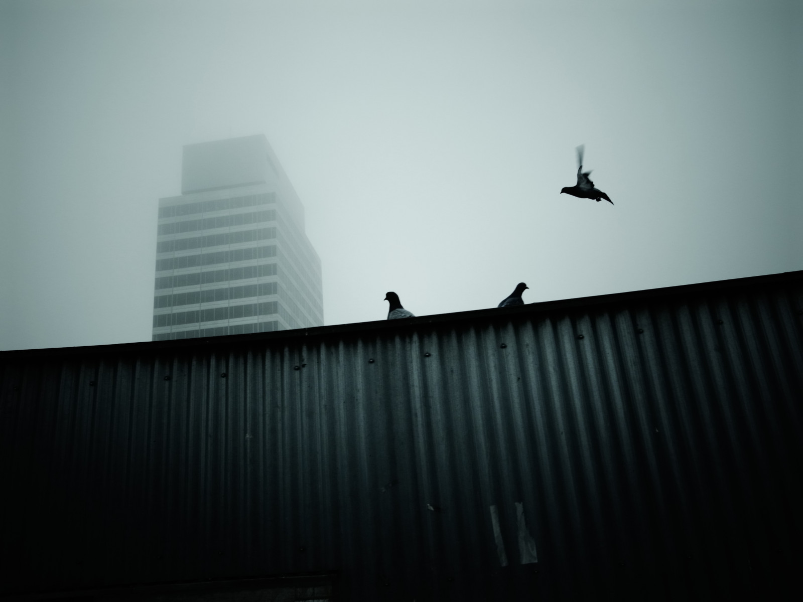 bílý, Černá, černobílý, město, ulice, architektura, budova, nebe, fotografování, atmosféra, Bělidlo, úhel, světlo, mlha, pták, holub, čára, tma, ricoh, bleachbypass, brouillard, během dne, GRD, Atmosféra Země, Černý a bílý, monochromatické fotografování, bypass, Grd4, Cergy