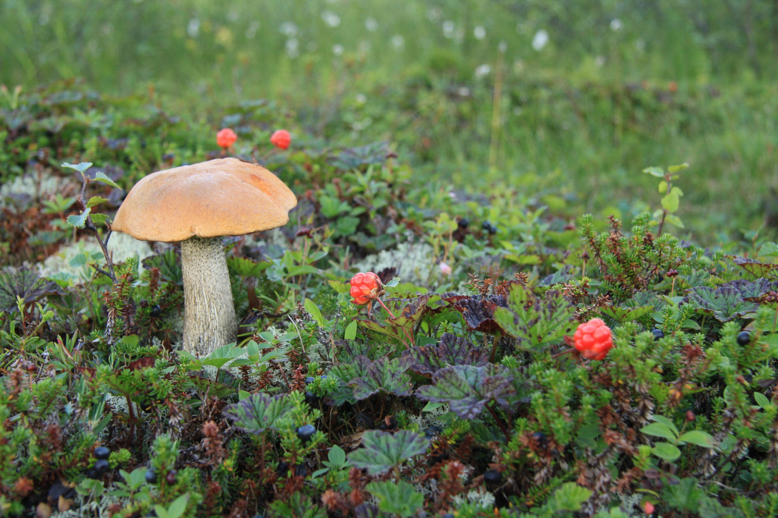 foresta, natura, piante, macro, fungo, fungo, autunno, foglia, fiore, flora, vegetazione, fauna, bosco, suolo, habitat, ambiente naturale, botanica, porcini, bolete, agarico