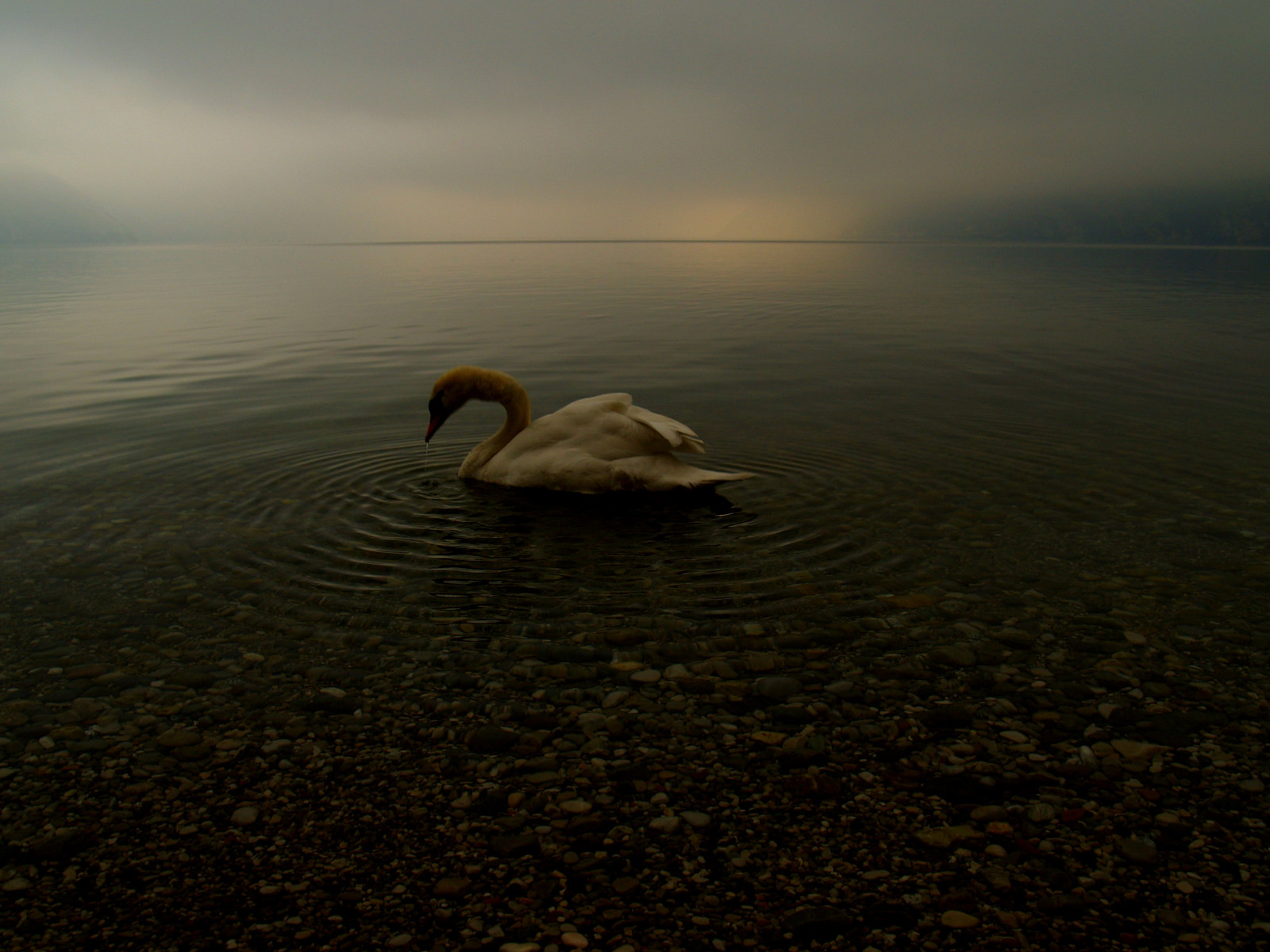 topf25, labuť, Bravo, vodní ptáci, lakegarda, lagodigarda, Cigno, NATURALMENTE, gardawind, abigfave