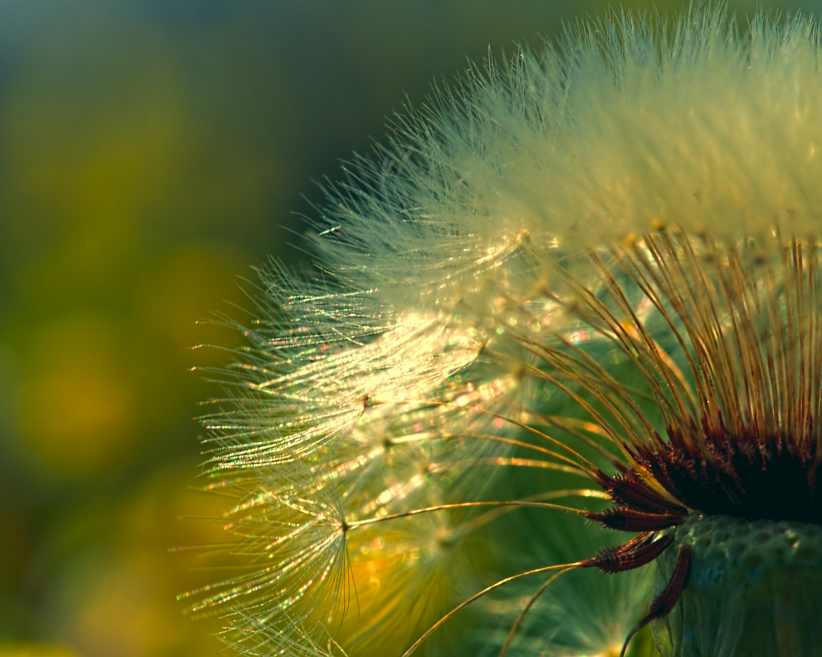 detail, makro, Příroda, Olympus, pampeliška, olympuspen, olympusm60mmf28macro