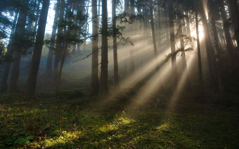 sunlight, landscape, forest, nature, reflection, grass sunlight, landscape, forest, nature, reflection, grass