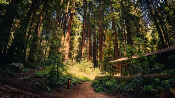 Trey Ratcliff,4k,photography,nature,California,trees
