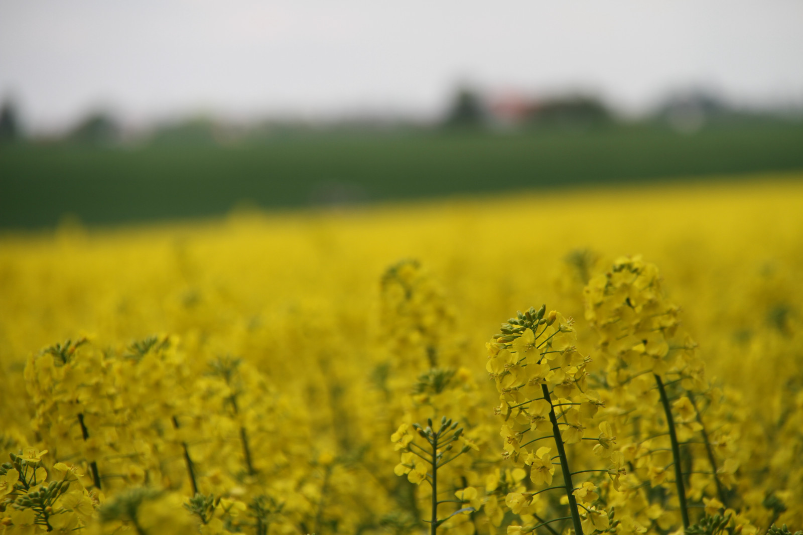 Wallpaper : sunlight, food, field, yellow, Rapeseed, flower, grassland ...