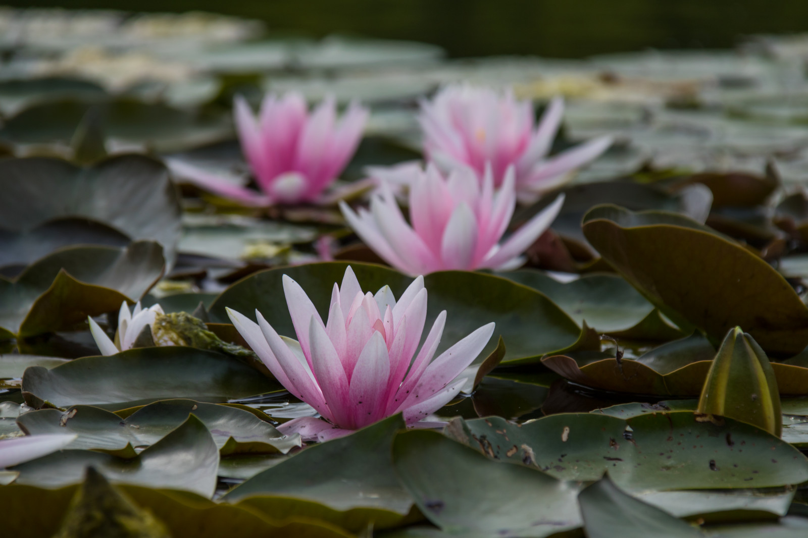have, natur, Tyskland, blomst, Dam, Berlin, blad, blomst, plante, flora, blomma, damm, tr dg rd, tyskland, deutschland, åkande, gardensoftheworld, g rtenderwelt, n ckros, kronblad, dererholungsparkmarzahn, botanik, jord plante, blomstrende plante, makrofotografering, vandplanter