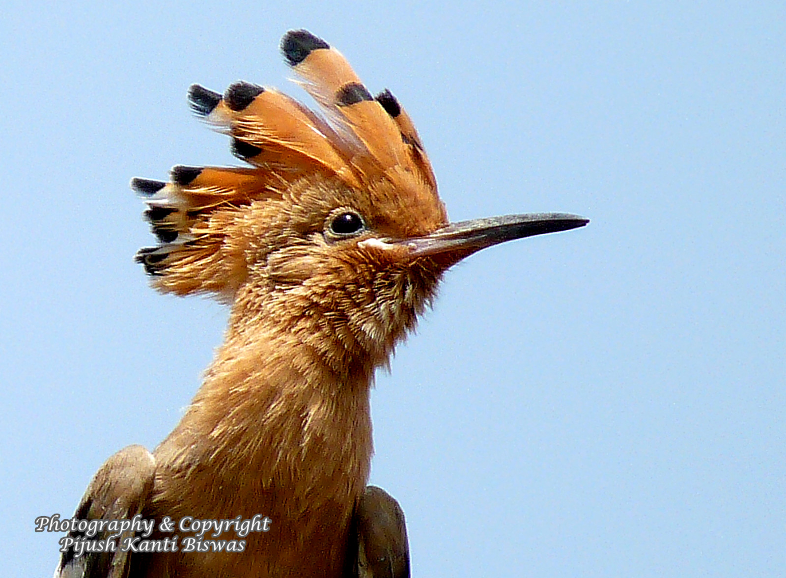 Wallpaper India, bird, up, pb, upupaepops, hoopoe, indianbirds