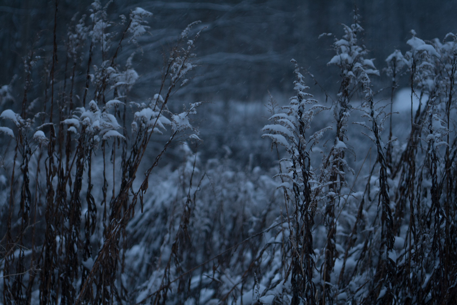 slunečnímu záření, les, černobílý, Příroda, odraz, tráva, rostliny, sníh, zima, pole, větev, modrý, led, Studený, večer, mráz, Šedá, Švédsko, zmrazení, strom, podzim, list, počasí, rostlina, sezóna, prosinec, Vinter, kv ll, gr tt, f lt, kallt, tma, louka, místo výskytu, přírodní prostředí, atmosférický jev, dřevina, zvadlý, sno, Varmland, vinterkv ll