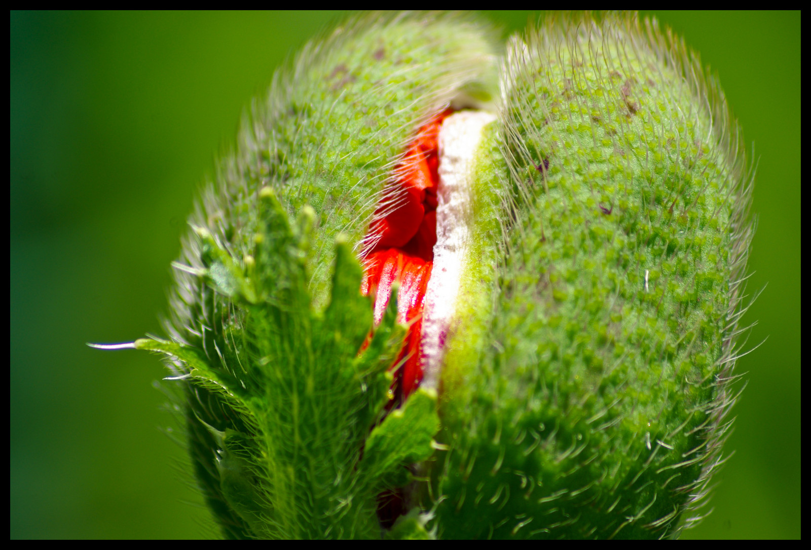 Červené, verde, zelená, mák, pupen, rosso, papaver, tyč, Gron, Knopp, bocciolo, vallmo