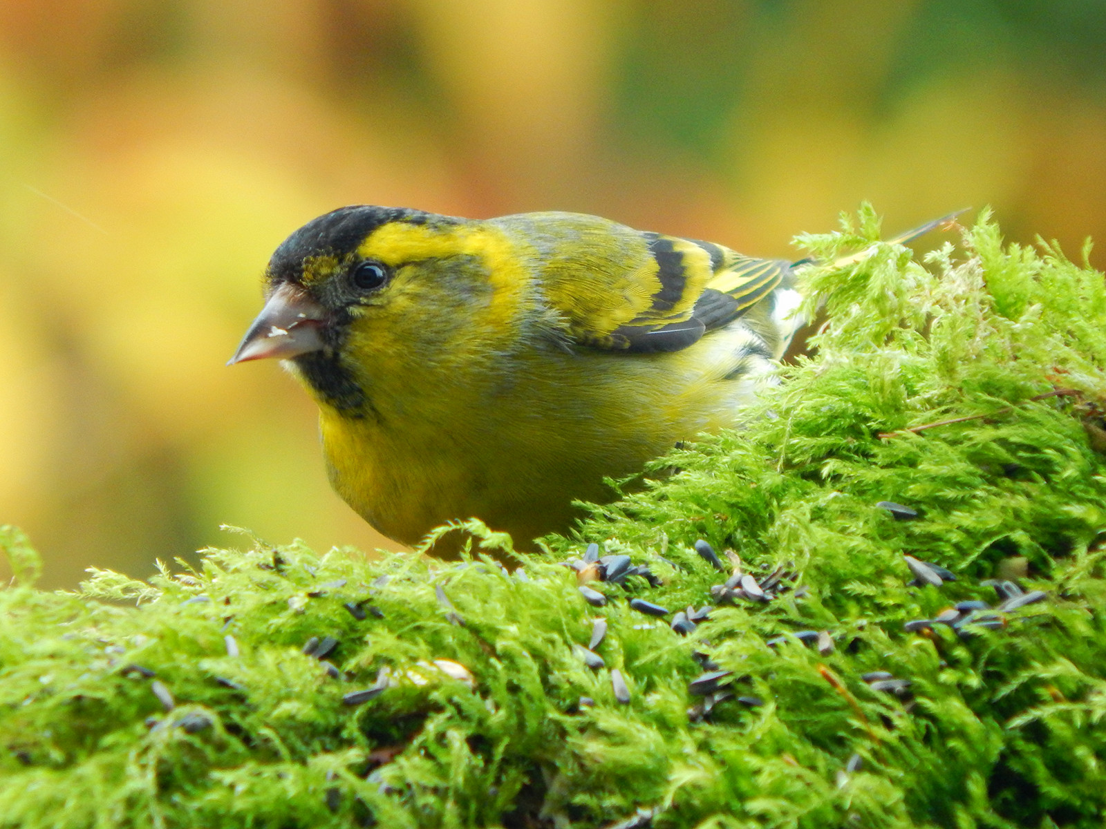 fugle, vindue, have, natur, vinter, Skotland, afdeling, mos, grøn, gul, glas, dyreliv, verden, tilbage, næb, spurv, Songbird, februar, dyr, gård, fugl, finke, vild, skønhed, naturlig, scottish, fodring, avi, fauna, europæisk, aves, siddepinde fugl, hvirveldyr, fluesnappere, kvækerfinke, galloway, Siskin, carduelisspinus, Glentrool, gardenbirds, eurasiansiskin, Carduelis, sanger, gardenbird, brancg, europeansiskin