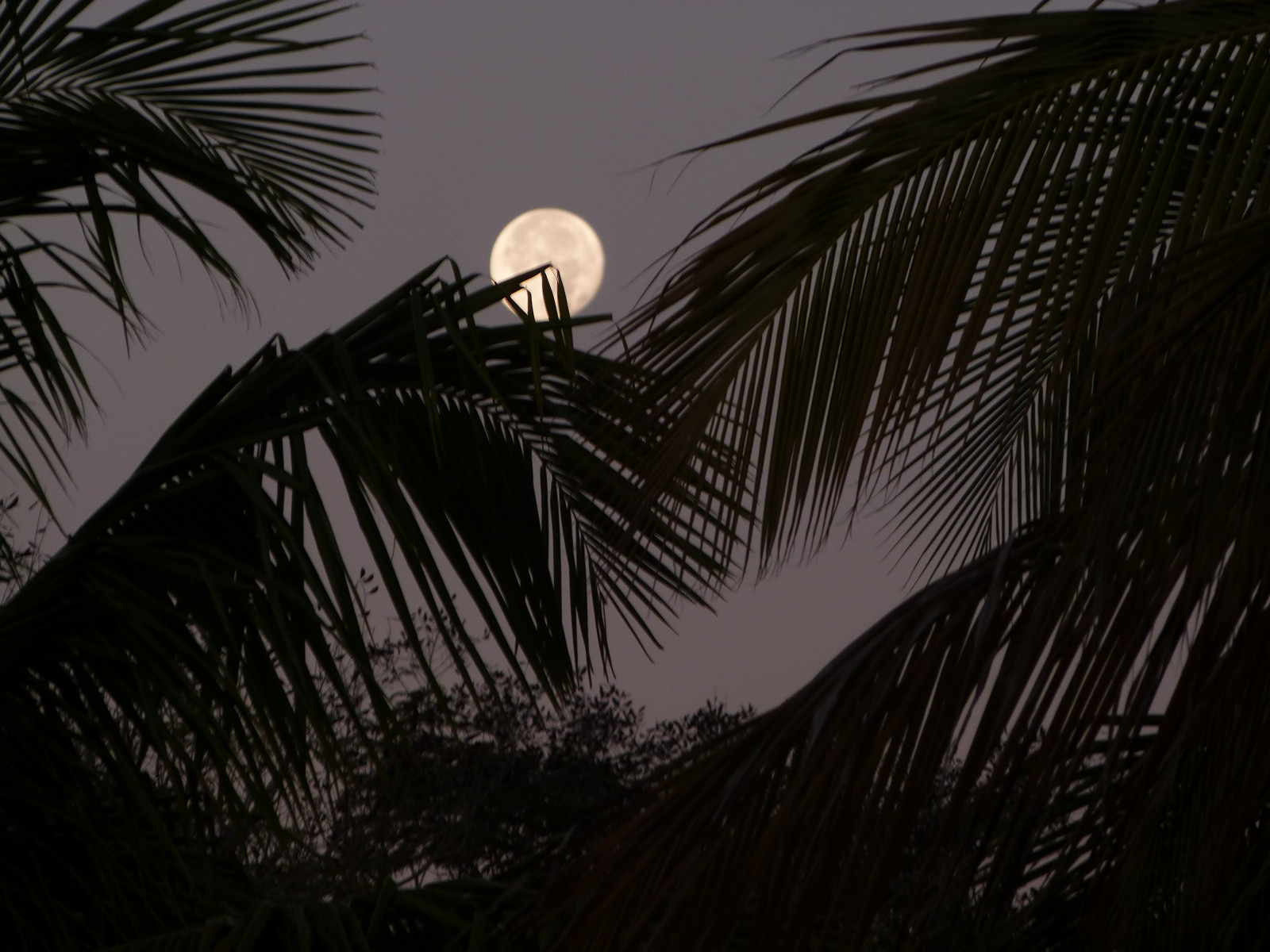 Černá, černobílý, noc, Měsíc, měsíční svit, Kuba, světlo, tma, lune, křídlo, Snímek obrazovky, sacredmoon, sanguillermo