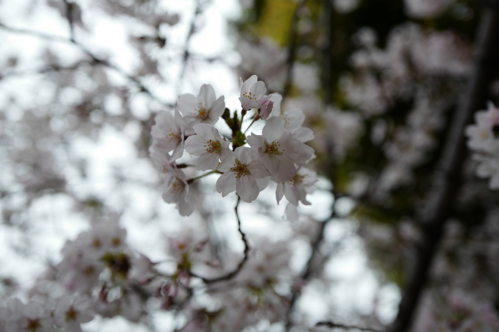 Japonsko, větev, Třešňový květ, květ, jaro, Leica, Tokio, jp, květ, rostlina, sezóna, třešeň, sakura, flóra, Ikegami, ota, summilux, leicaq, summilux1728, q, 1728, třešňové květy, vyrobit