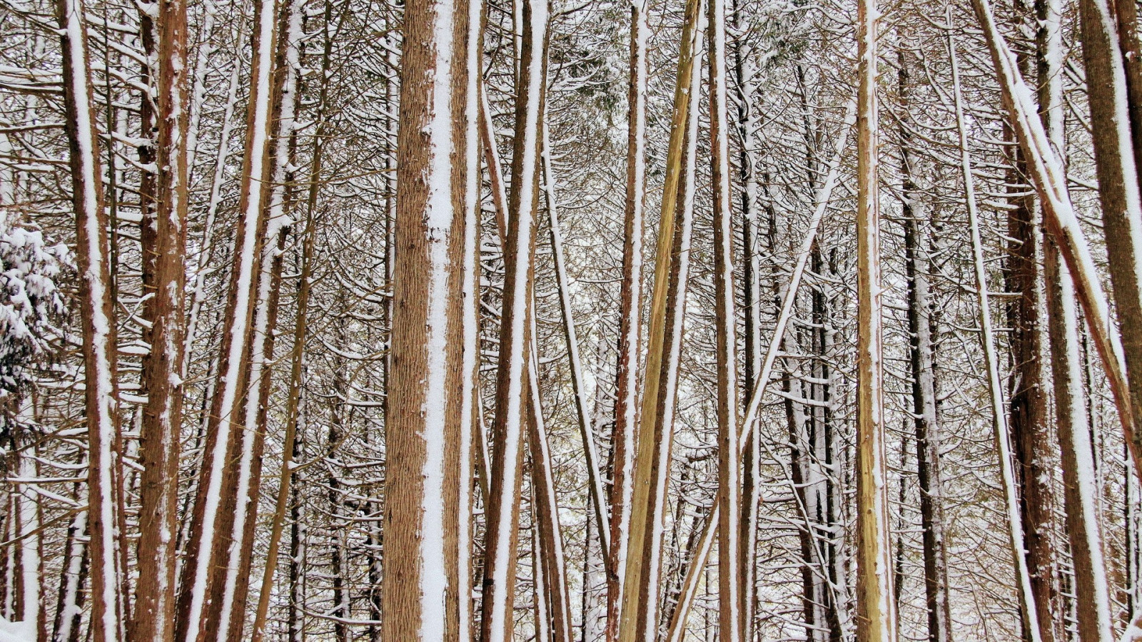 stromy, les, Příroda, sníh, zima, dřevo, větev, textura, bříza, strom, list, rostlina, sezóna, větvička, dřevina, kufr, závod stonek