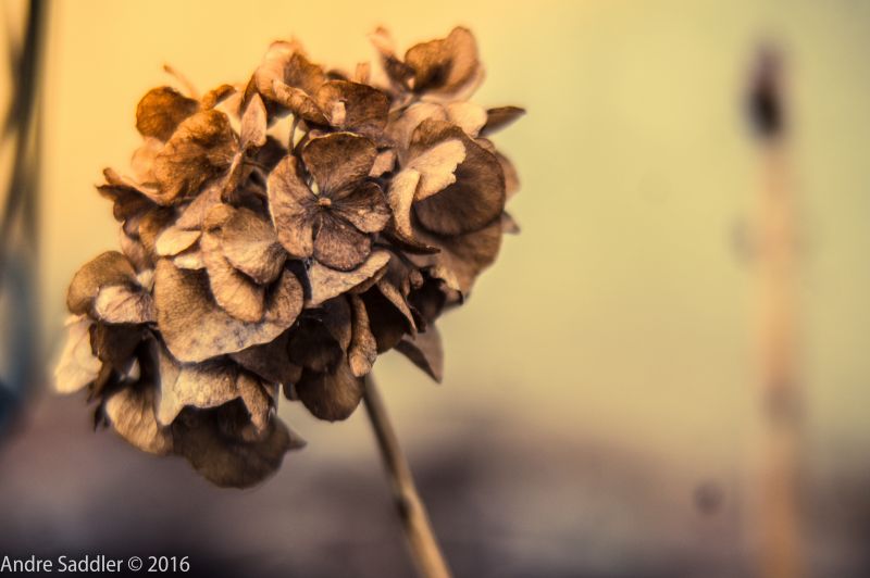 Tiefenschärfe, Blumen, Nahansicht, Ast, Fotografie, Holz Tiefenschärfe, Blumen, Nahansicht, Ast, Fotografie, Holz