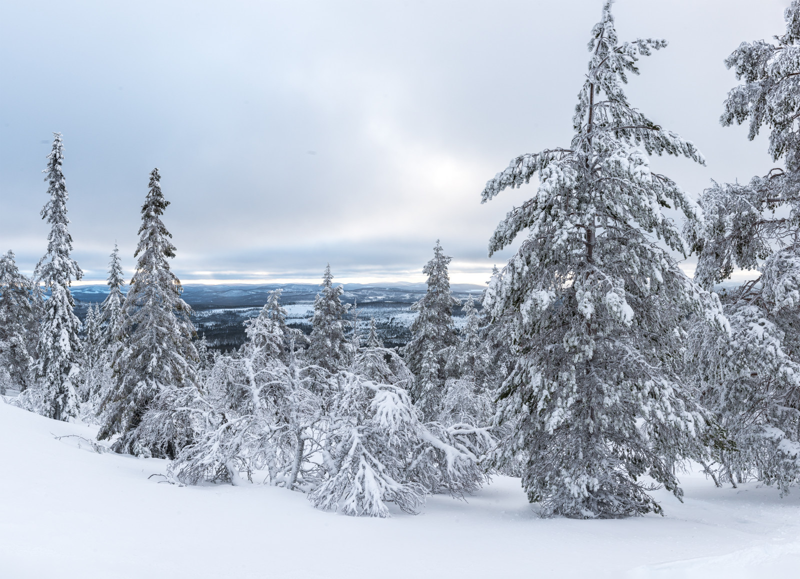 Wallpaper snow, winter, branch, frost, spruce, resort, Nikon, Sweden
