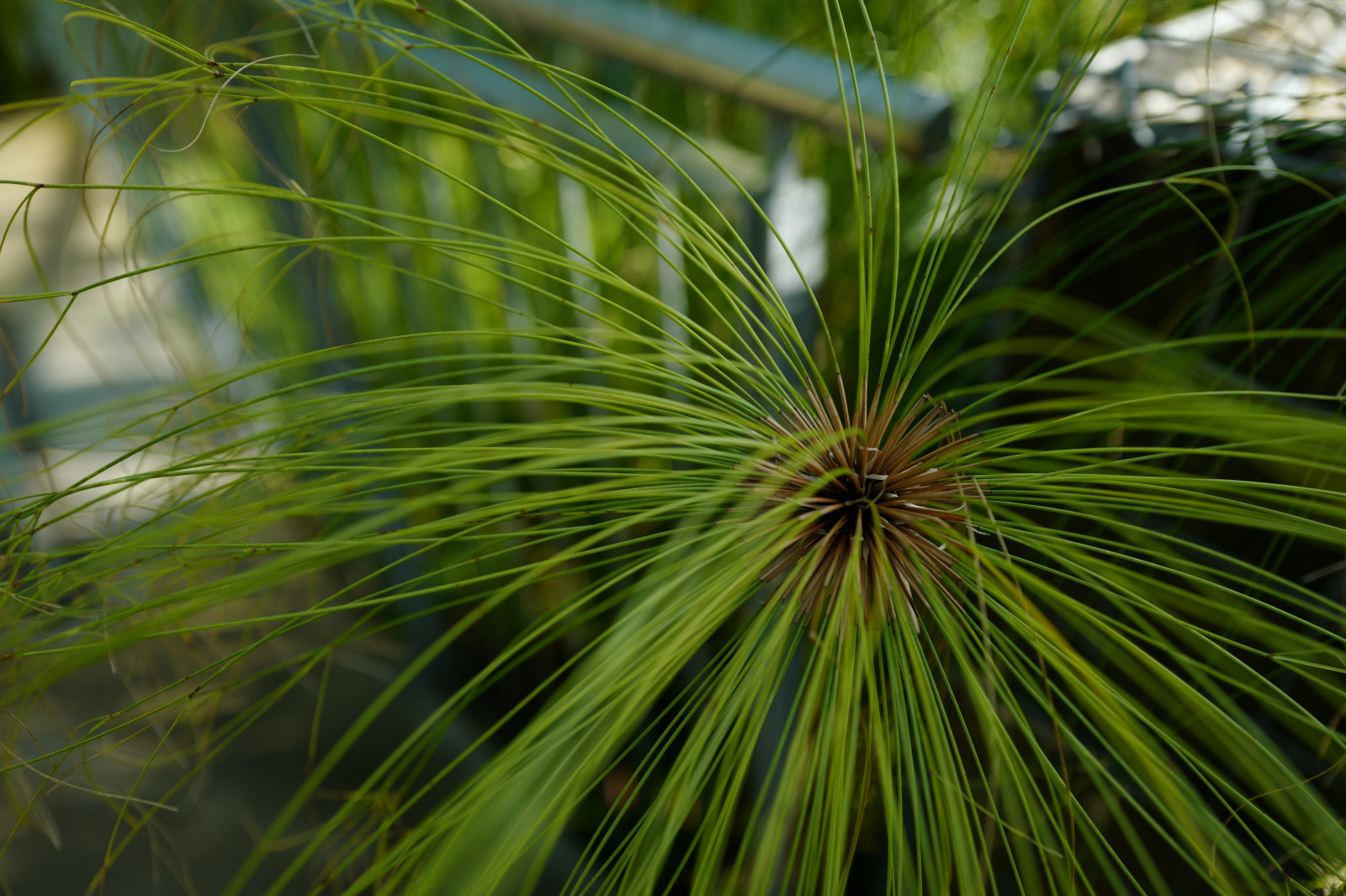 Japonsko, slunečnímu záření, Příroda, tráva, větev, zelená, Leica, Tokio, jp, strom, list, květ, rostlina, flóra, vegetace, tropy, Shinjuku, shinjukugyoen, summilux, leicaq, summilux1728, q, 1728, botanika, suchozemská rostlina, kvetoucí rostlina, dřevina, makro fotografie, tráva rodina, závod stonek, arecales, palm rodina, Saw Palmetto