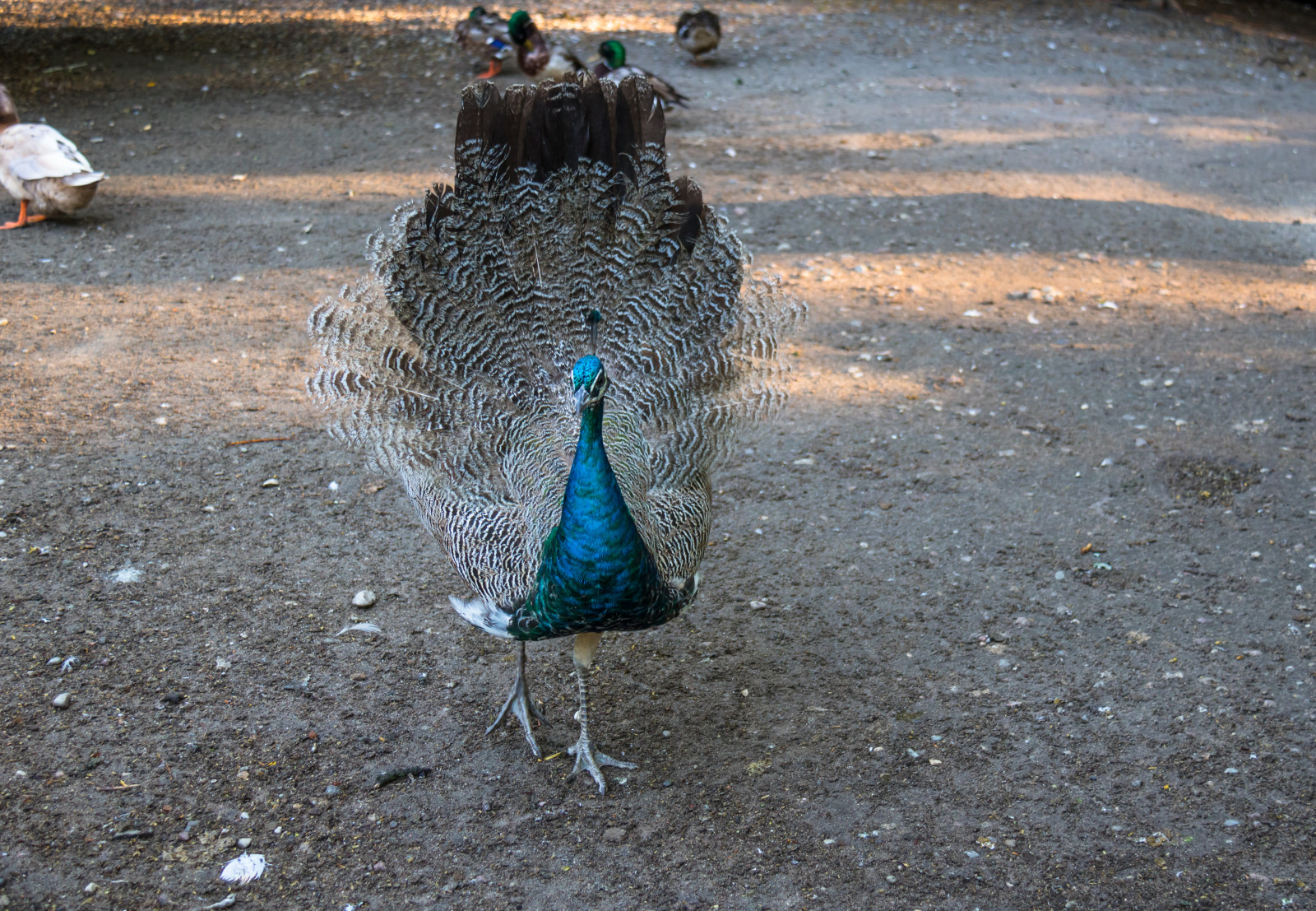 น้ำ, นกยูง, ประติมากรรม, เป็ด, นก, stadsparken, Trelleborg, p f เจล, นกน้ำ