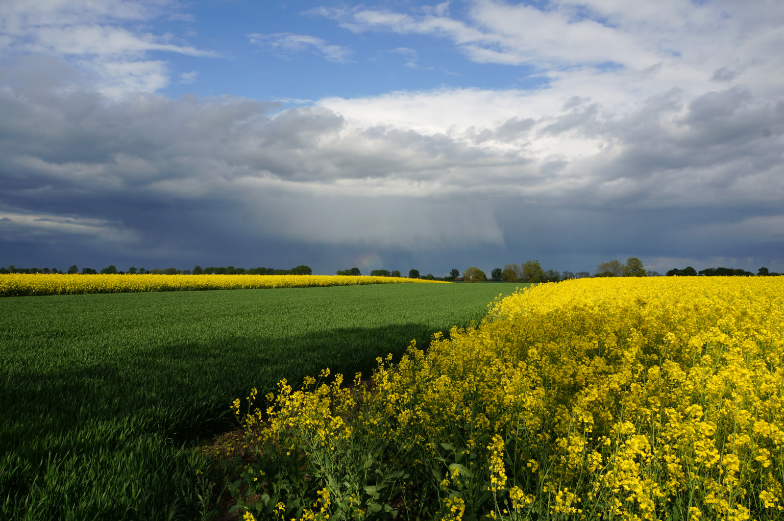 krajina, jídlo, Příroda, tráva, nebe, pole, mraky, bouřka, zelená, žlutý, hospodařit, horizont, řepkového, mrak, květ, lučina, rostlina, venkovní, znásilnění, řepka, zemědělství, louka, prostý, divoká rostlina, prérie, oříznutí, venkov, vyrobit, suchozemská rostlina, kvetoucí rostlina, ekosystém, tráva rodina, zeleninový, brassica, hořčice závod, hořčice a zelí rodina, horison