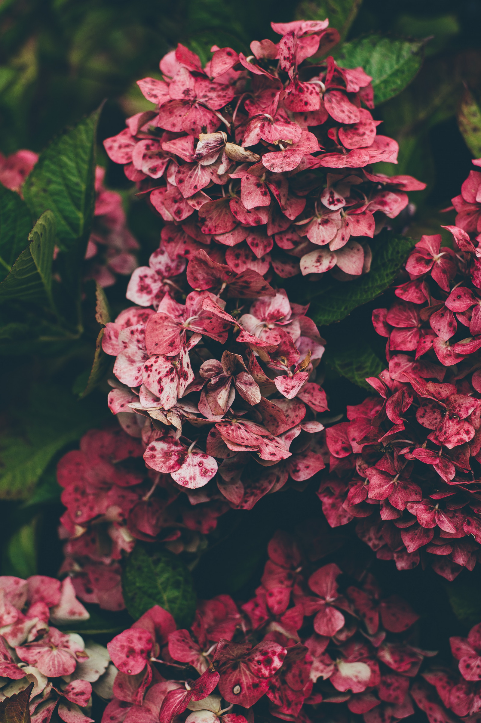 Pink Hydrangea Computer Background Wallpaper : hydrangea, pink, flowers 3000x4507 - wallup - 1287077 - HD ...
