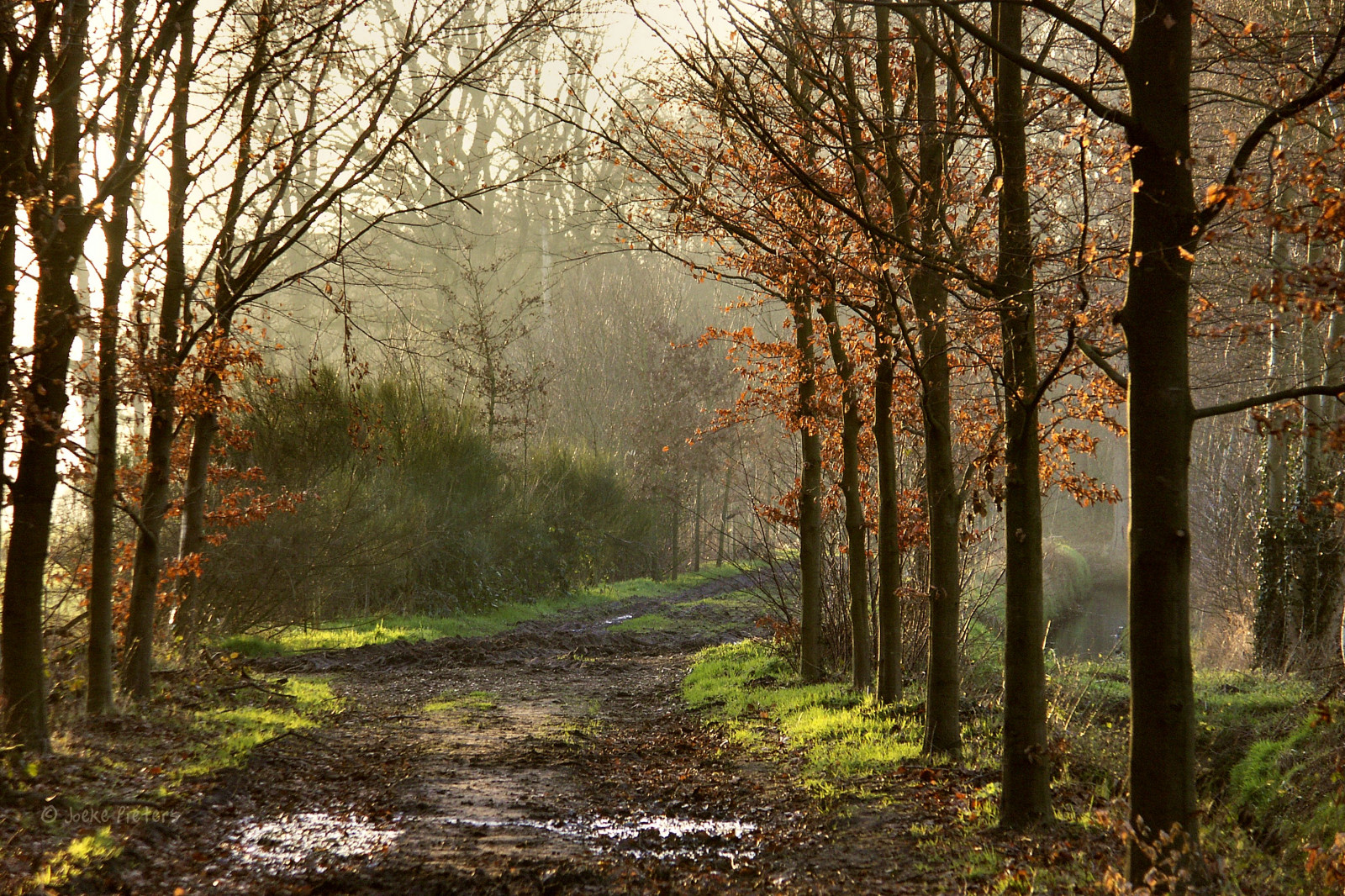 zálesí, Příroda, strom, les, cesta, list, ekosystém, podzim, dřevina, opadavý, háj, ráno, smíšený les, větev, slunečnímu záření, krajina, tráva, atmosféra, biome, mírné jehličnatý les, prales, nebe, mlha, rostlina, spruce fir forest, zima, večer
