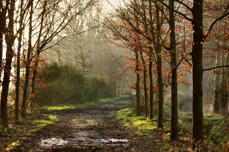 zálesí, Příroda, strom, les, cesta, list