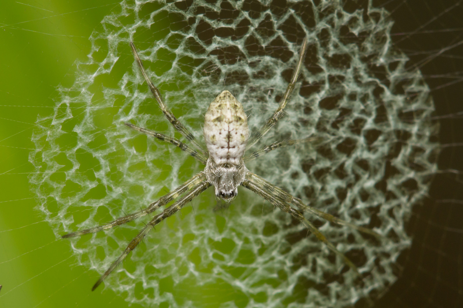 hvirvelløse, hjulspinder spider, Spindlere, araneus, edderkop, Europa-haven edderkop, fauna, insekt, makrofotografering, leddyr, edderkoppespind, organisme, araneus cavaticus, tæt på, membran vingede insekt, skadedyr, argiope, dyreliv, tangle web spider, netto vingede insekter