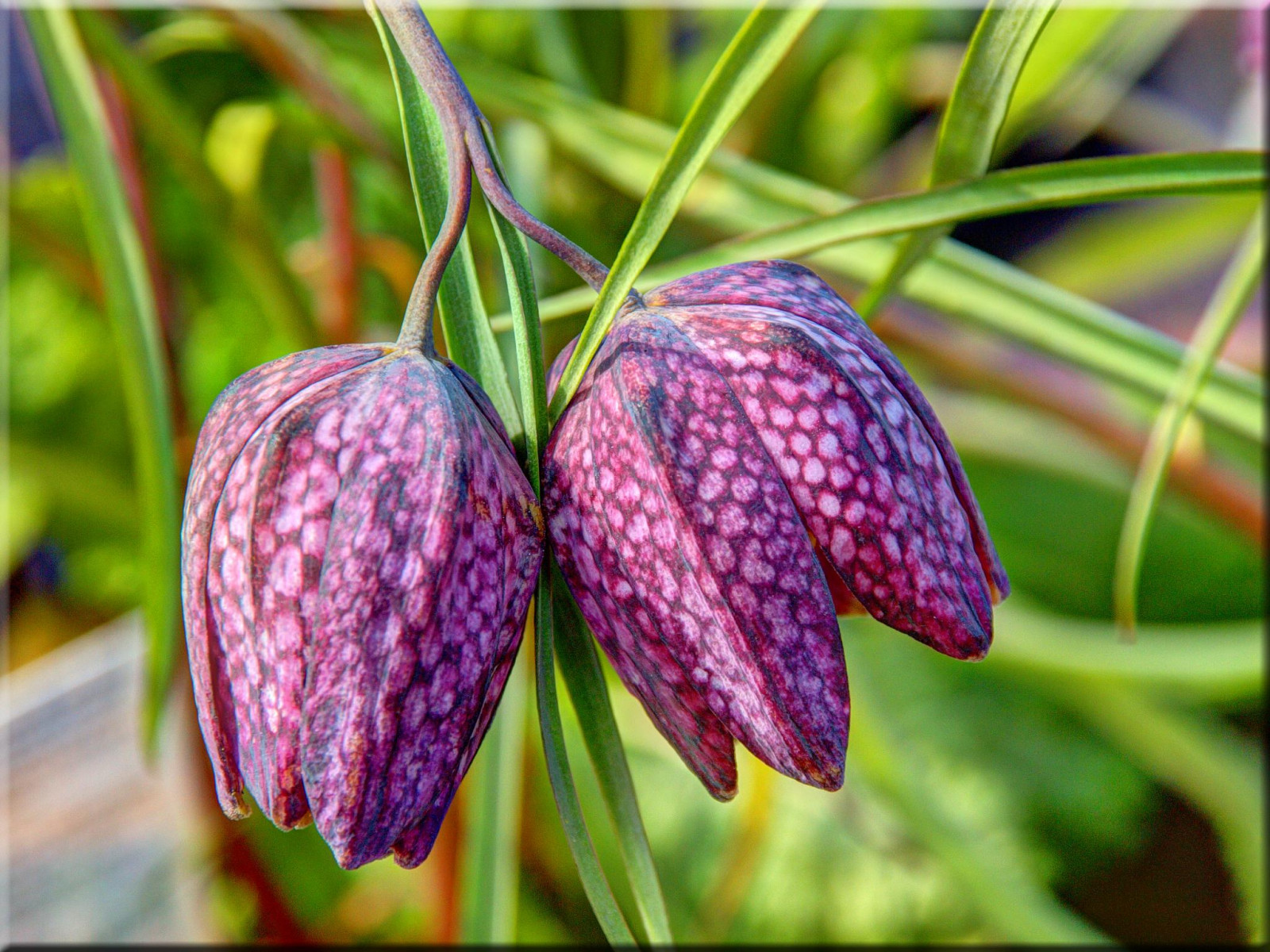violet, fleur, printemps, Olympe, fleur, plante, flore, Bl te, plante à fleurs, Famille Lily, E620, Schachbrettblume, Fritillaria, Tête de serpent, Meleagris
