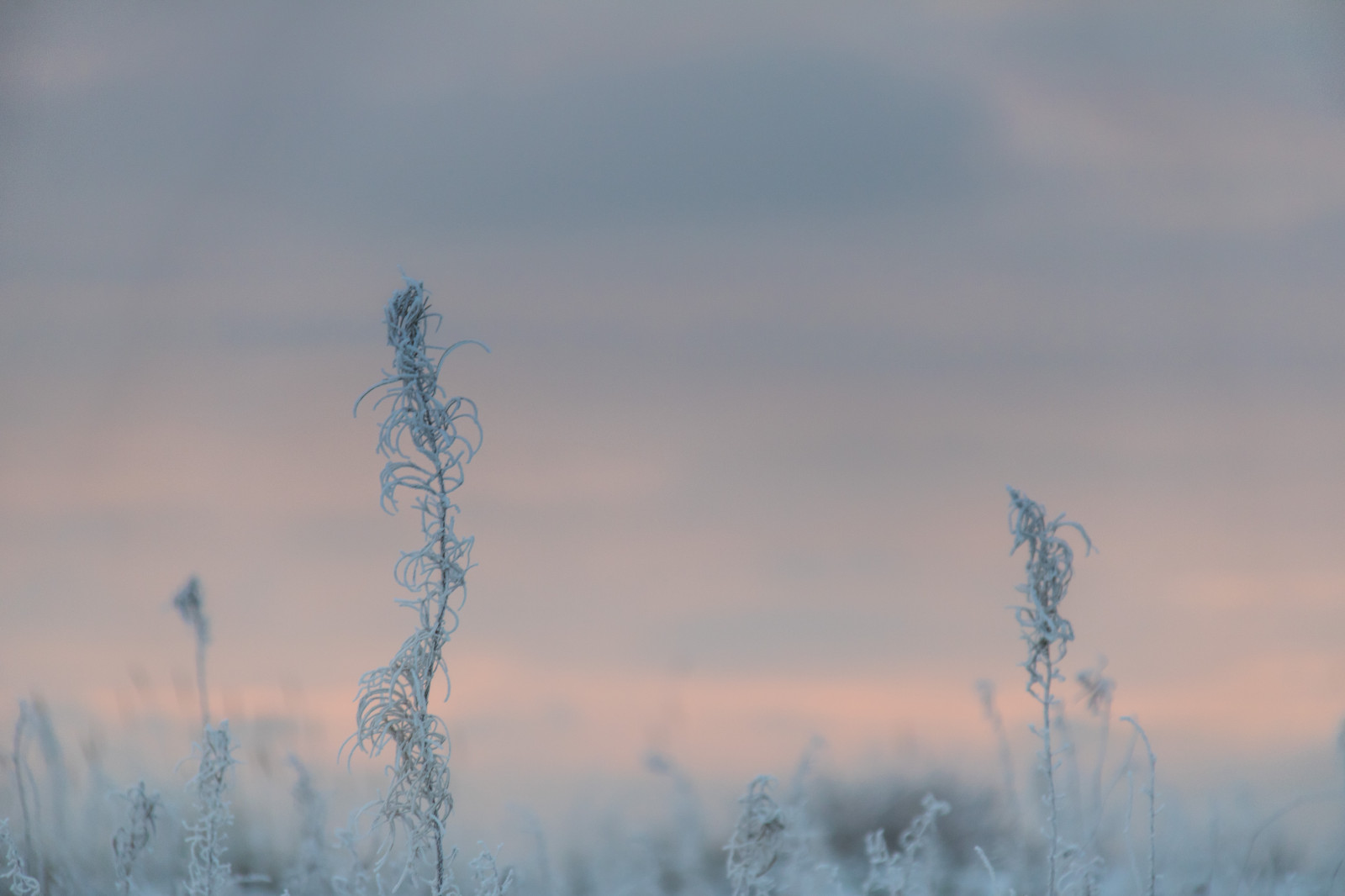 sollys, natur, græs, himmel, sne, vinter, solopgang, is, kold, aften, morgen, tåge, frost, horisont, atmosfære, skumring, rime, Fryser, Sky, træ, tåge, bjerg, vejr, daggry, sæson, sn, vinter, Kallt, exif model canoneos760d, geocountry, kamera gør kanon, geocity, kameramodel canoneos760d, geostate, geolocation, exif linse efs18200mmf3556is, exif åbning 56, exif focallength 200mm, exif gøre kanon, exif isospeed 500, Skateholm, rimfrost, prærie, atmosfærisk fænomen, atmosfære af jord