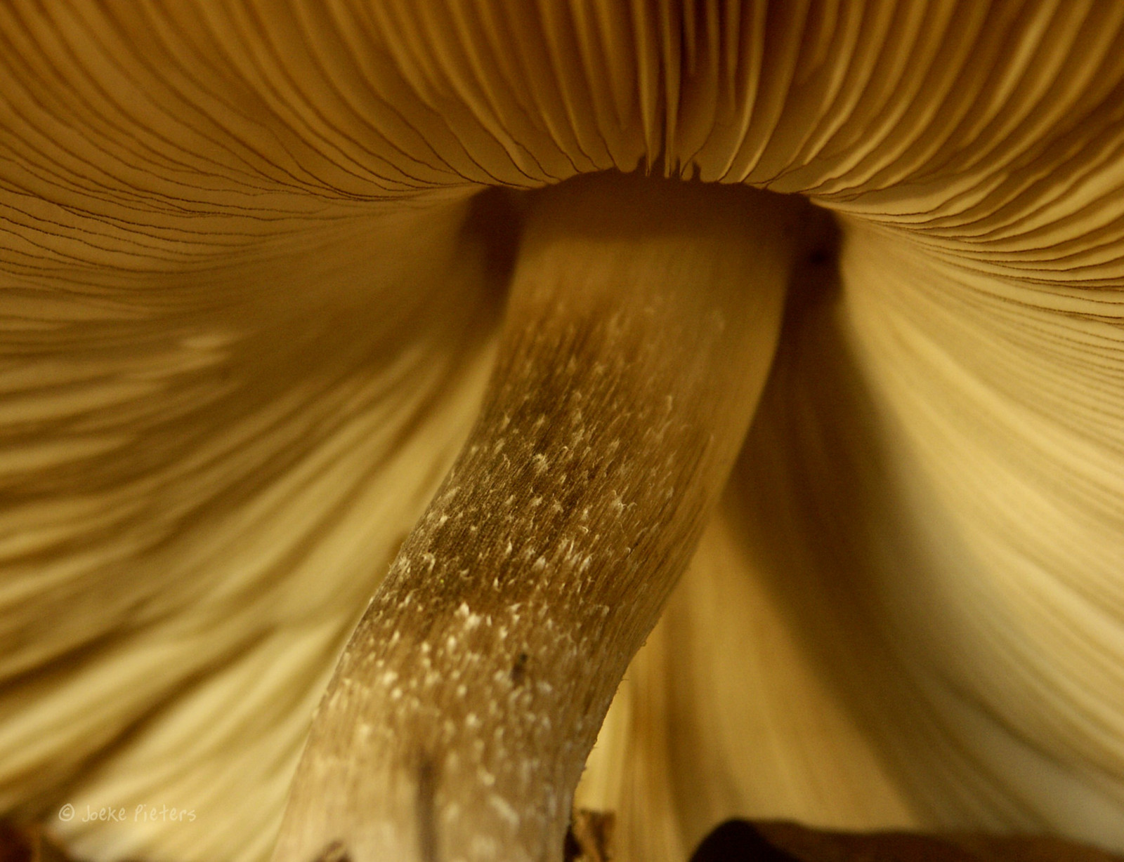 giallo, fiore, avvicinamento, fotografia macro, flora, petalo, staminali vegetali