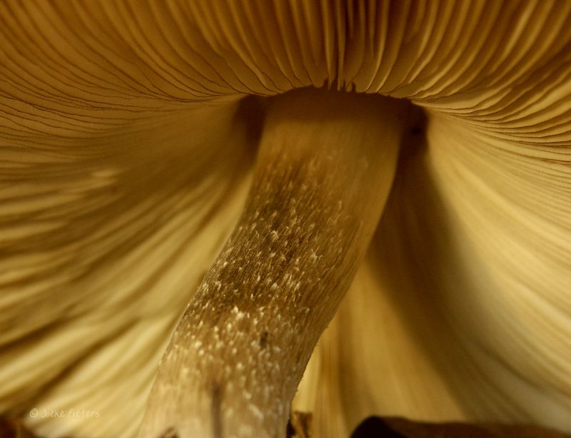 žlutý, květ, zblízka, makro fotografie, flóra, okvětní lístek žlutý, květ, zblízka, makro fotografie, flóra, okvětní lístek